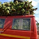 НИГЕРИЯ. Перевозка бананов